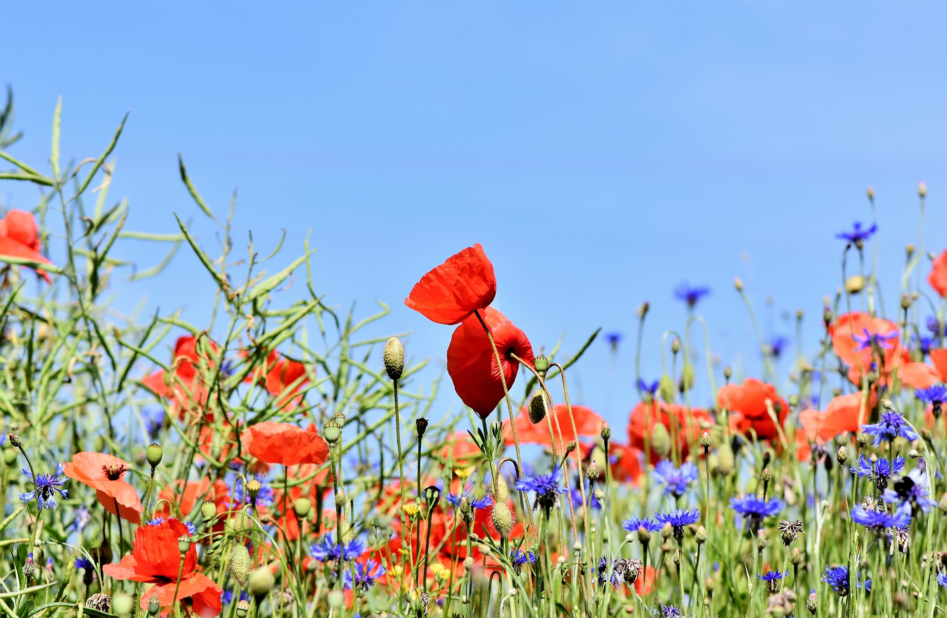 wildflowers, summer, climate-friendly, poppies,